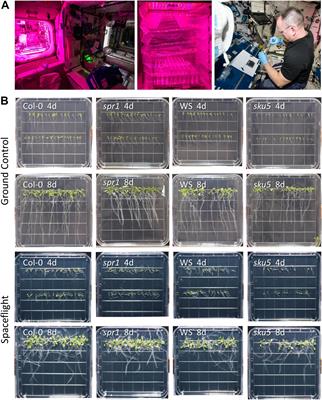 Root Skewing-Associated Genes Impact the Spaceflight Response of Arabidopsis thaliana